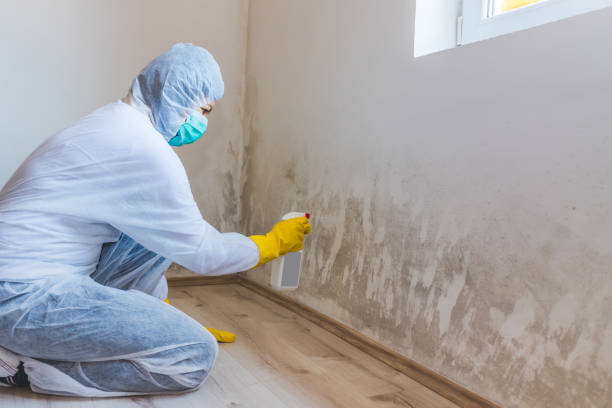 Licensed Commercial Mold Remediation service in Westmont, PA - WQB Mold Removal